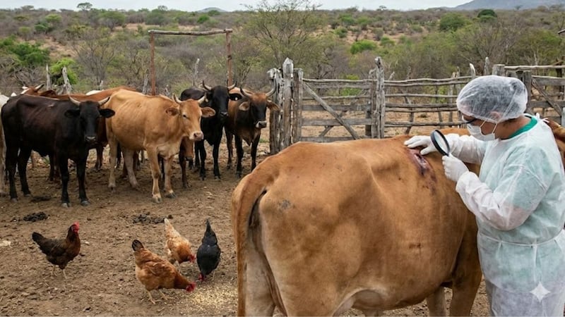 México declara emergencia por gusano barrenador; exige certificado sanitario para mover ganado y aves
