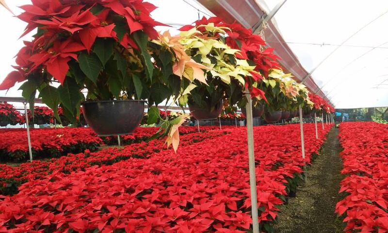 Tour Navideño Xochimilco