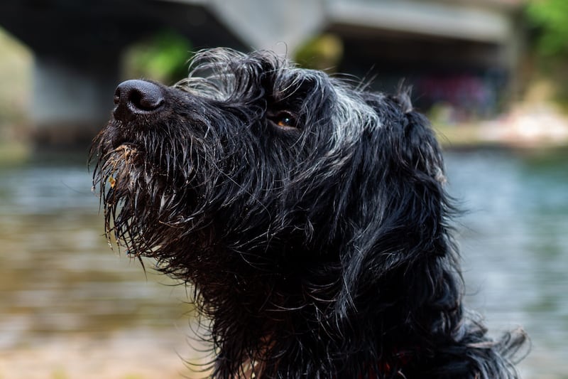 Perro mojado por lluvia