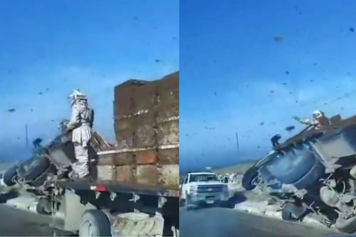 Video: volcadura de camión libera miles de abejas y desata caos en carretera de Nuevo León