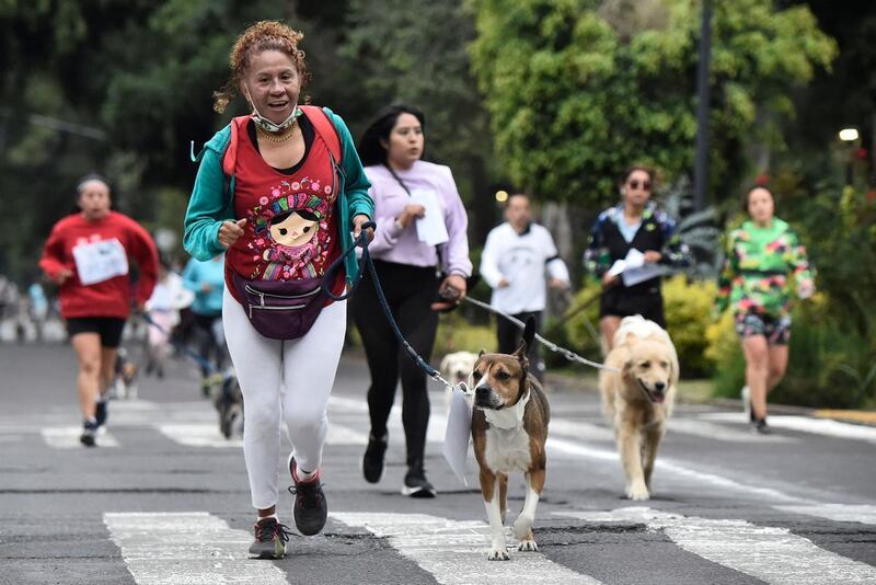 carrera de mascotas