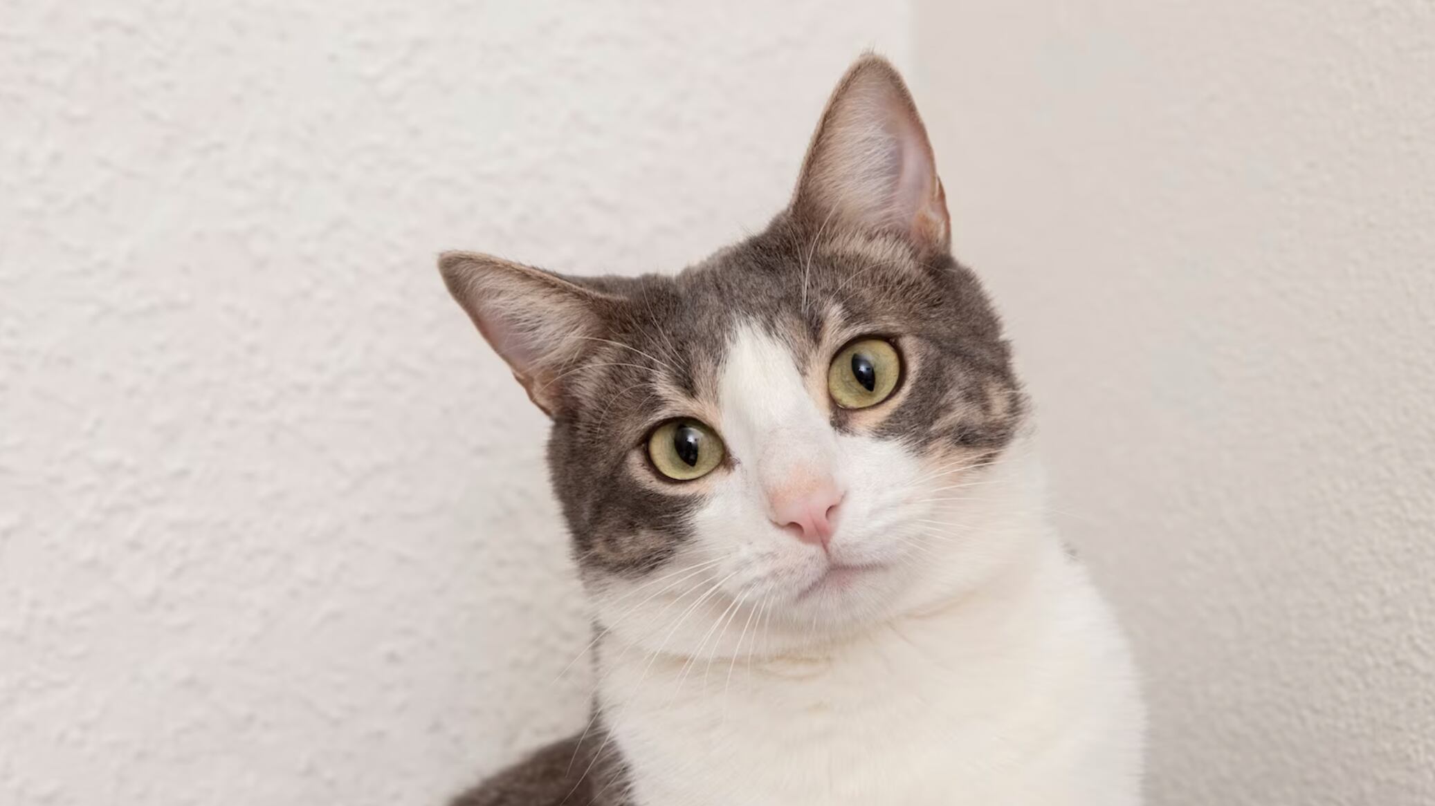 Los gatitos son mascotas muy expresivas cuando quieren algo