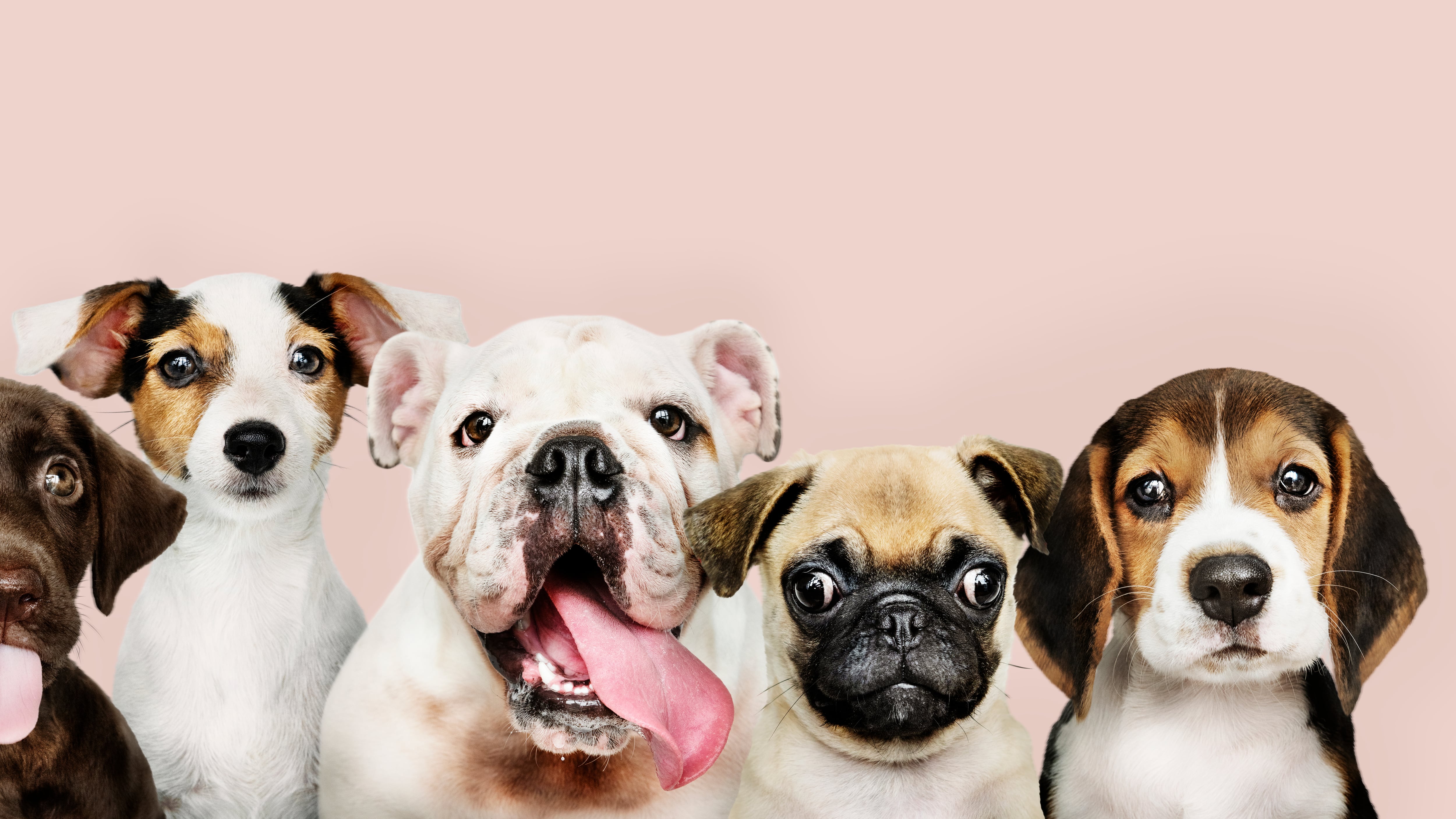 Antes de elegir la mascota adecuada para tu estilo de vida, debes informarte sobre las necesidades de los diferentes tipos de animales para encontrar el que mejor se adapte a tu situación. Foto: Freepik.