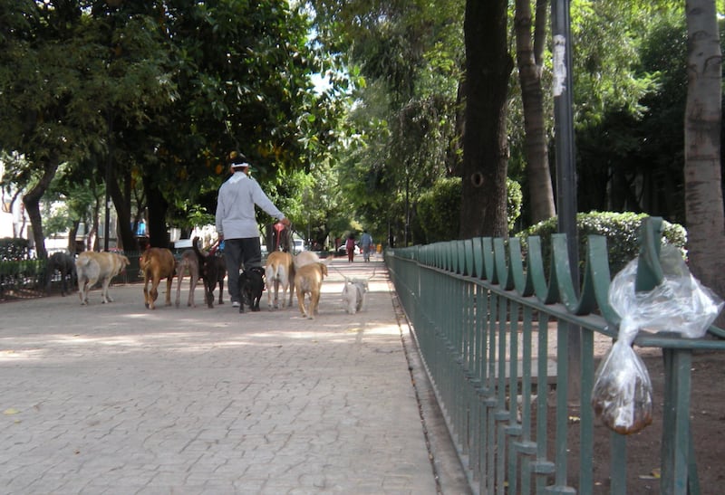 Las heces de mascotas ocasiones enfermedades gastrointestinales a los seres humanos. Foto: Cuartoscuro