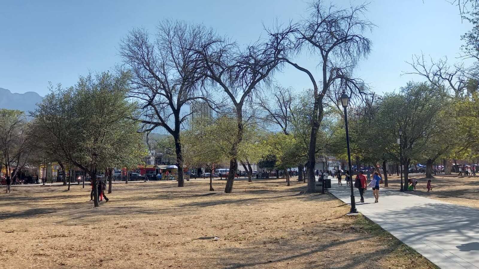 Este es el panorama actual de la Alameda: una zona seca, con árboles muertos.