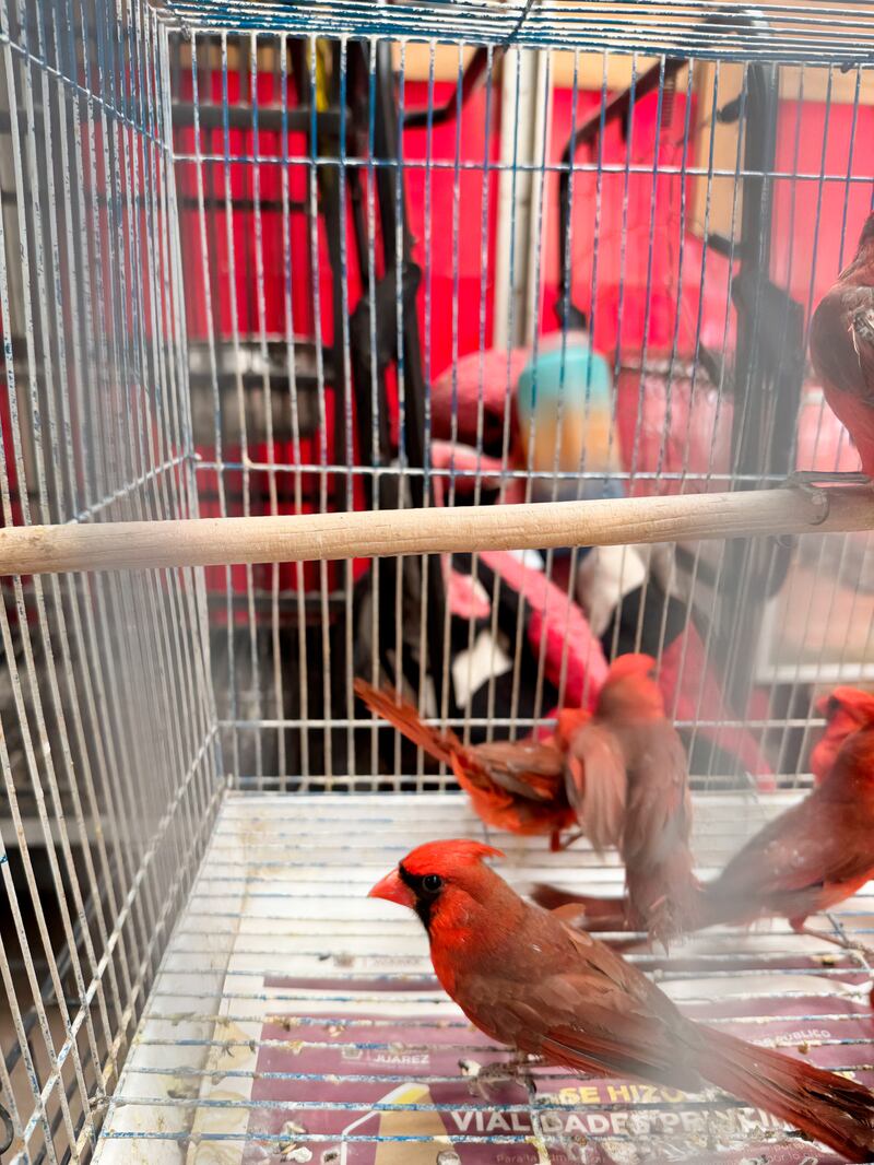 Profepa rescata casi 400 ejemplares de vida silvestre en Ciudad Juárez
