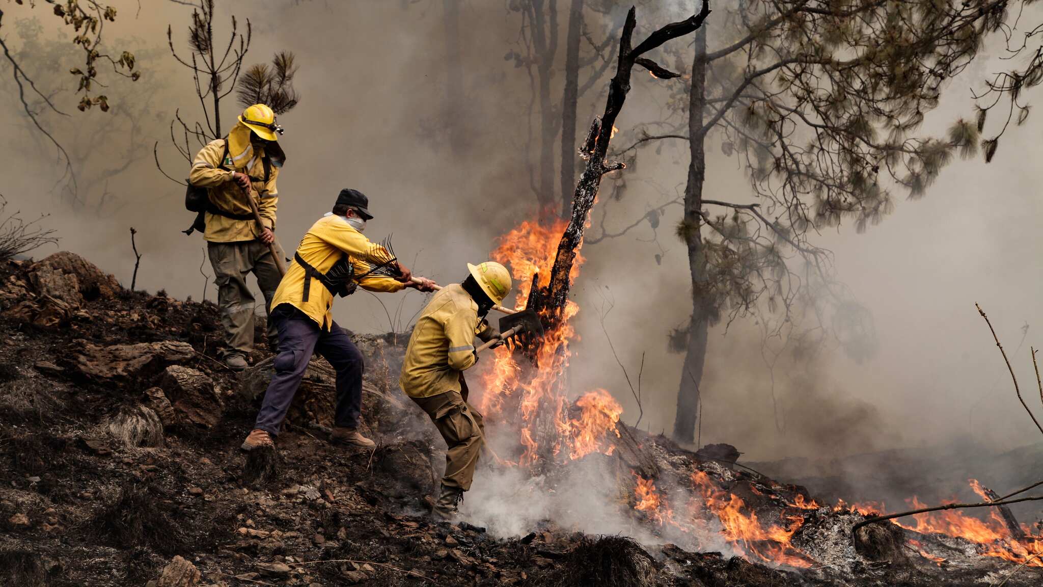 Este año será particularmente seco en Jalisco y por ello se acrecentarán los incendios en zonas boscosas.