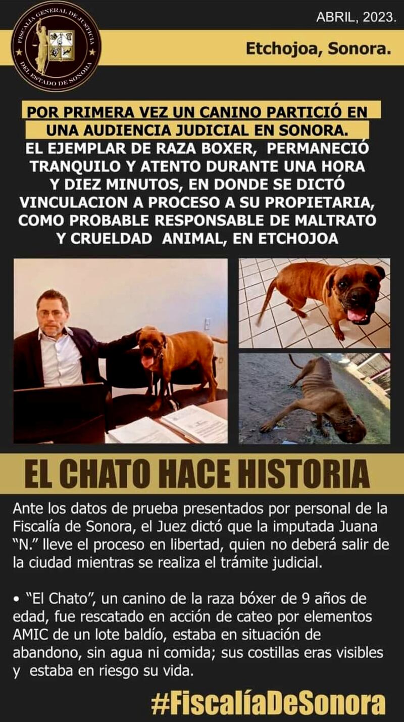 el_chato_perro_maltratado_2