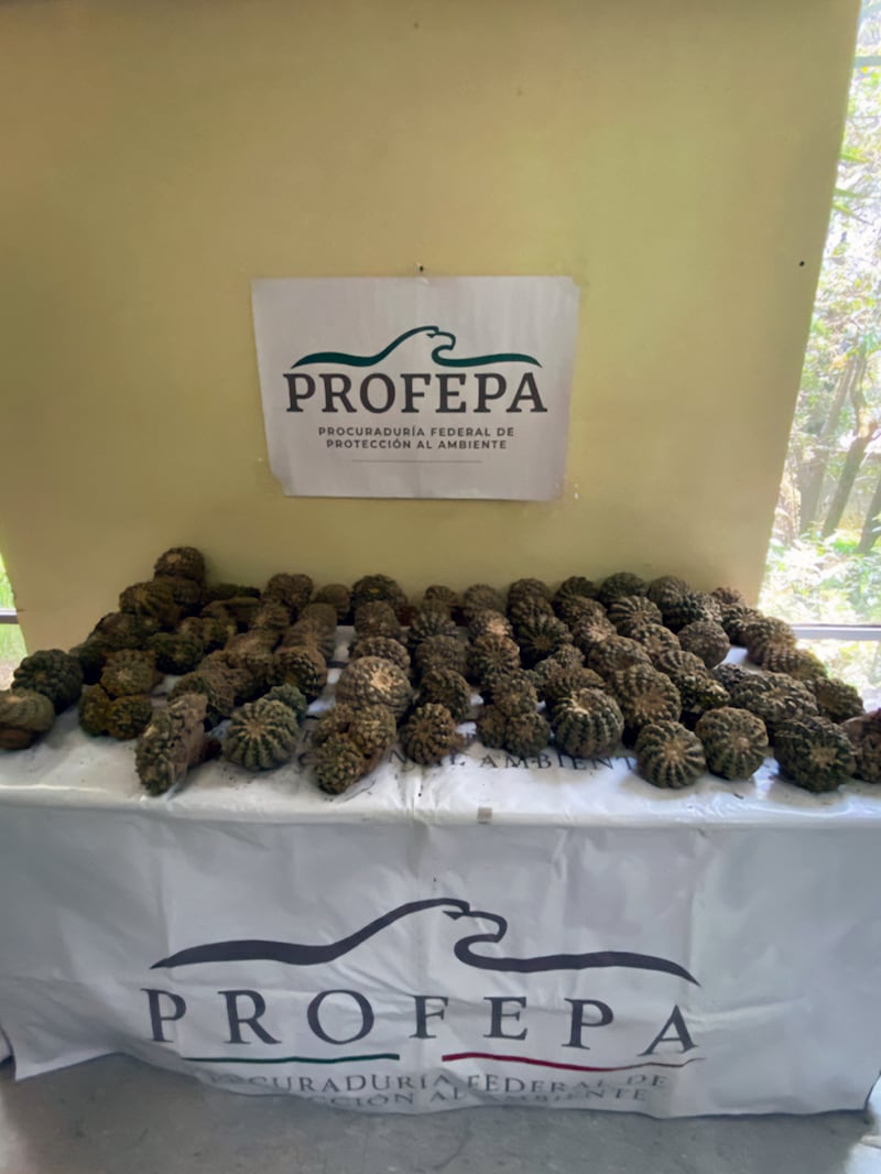 Miles de cactus asegurados por Profepa en inspección en la CDMX