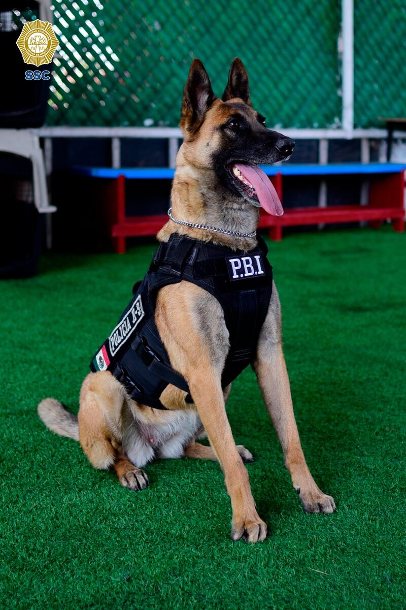 Perro de la Guardia Nacional localiza 16b paquetes con marihuana