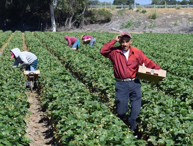 La mayor parte de los trabajadores migrantes se dedican al ramo agrícola.