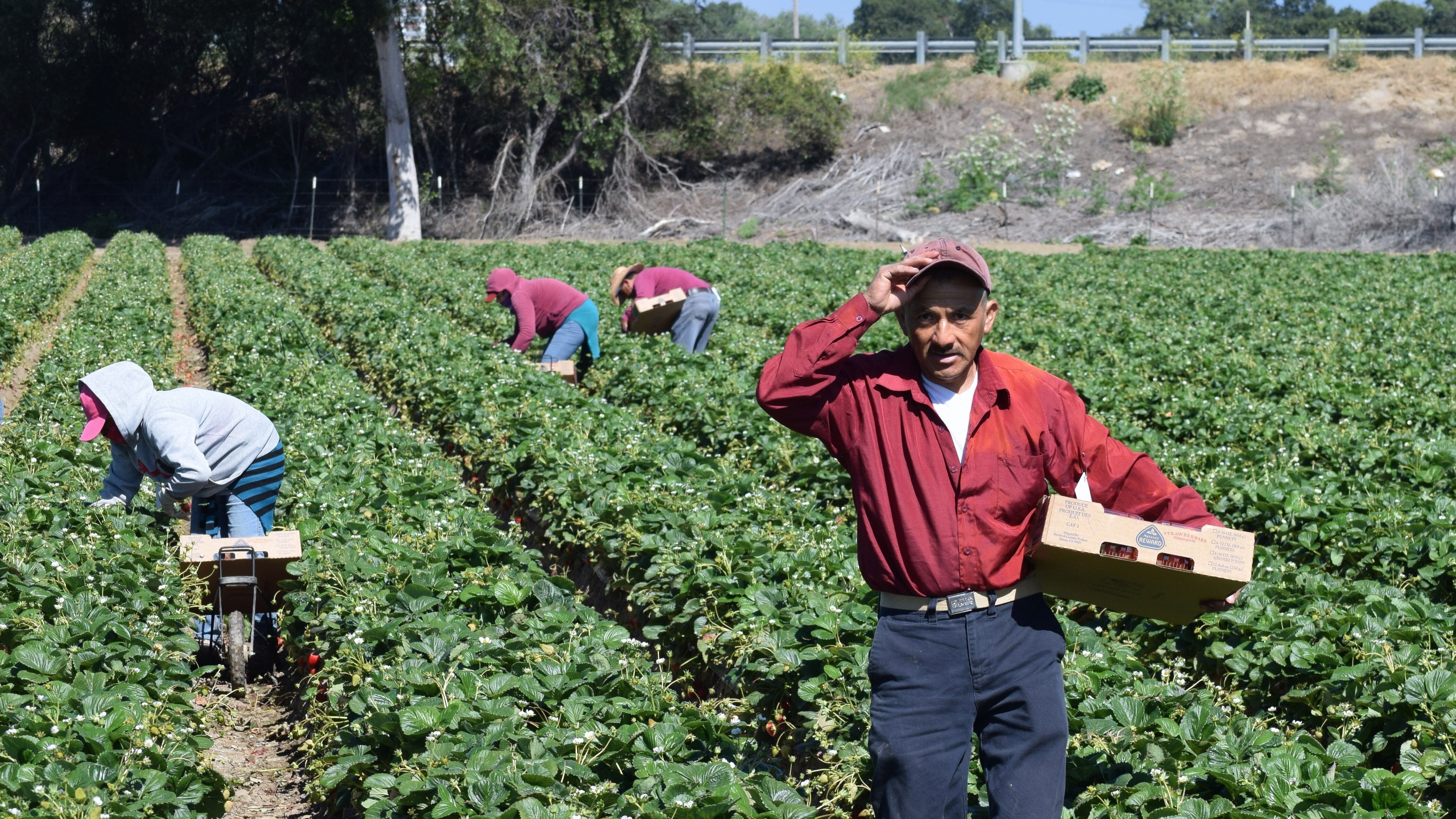 La mayor parte de los trabajadores migrantes se dedican al ramo agrícola.