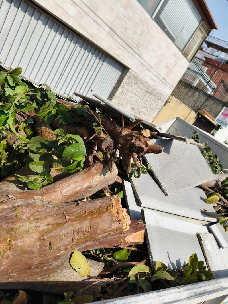 Detiene Blindar BJ 360 a presunto responsable por tala de árbol en la colonia Letrán Valle
