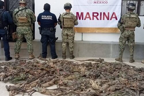 Impactante rescate: Así salvaron a 161 iguanas hacinadas en un autobús