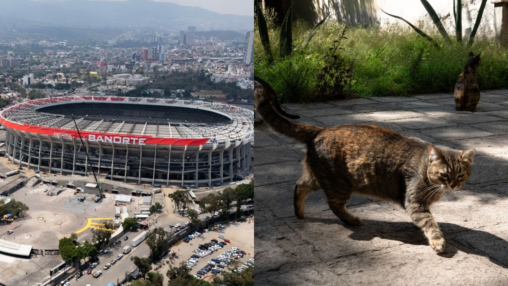 Estadio Azteca desalojó gatos.
