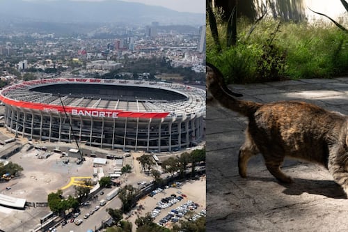 Presunto desalojo de gatos en el Estadio Azteca desata polémica previo al México vs. Portugal