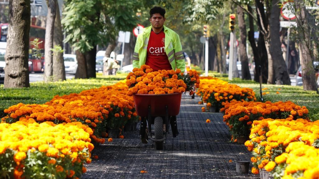 Flores de cempasúchil