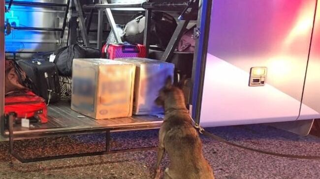 Perro de la Guardia Nacional detecta 21 kilos de marihuana en autobús
