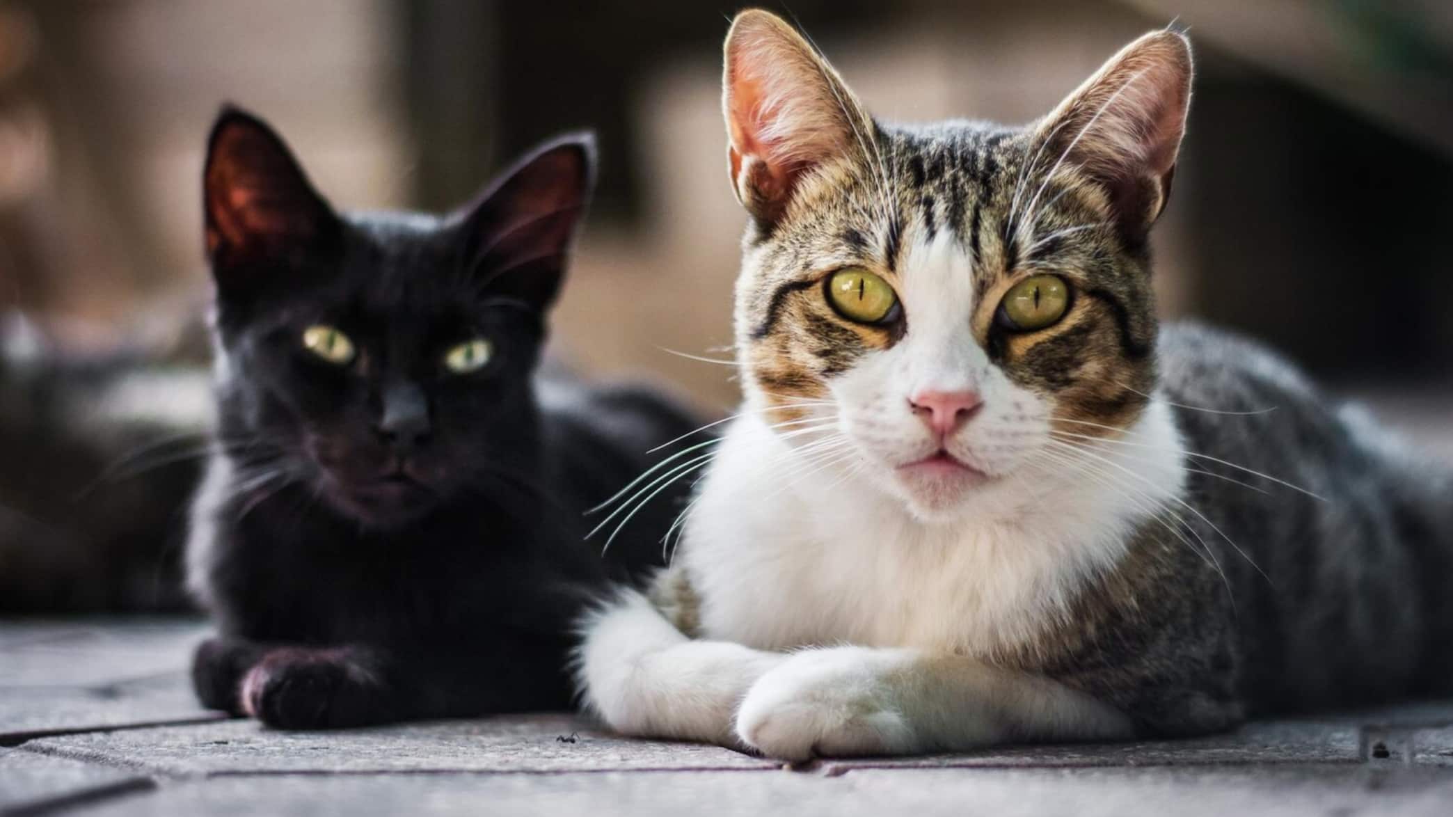 Los gatos son de las mascotas más adorables