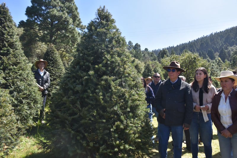 Árboles de Navidad.