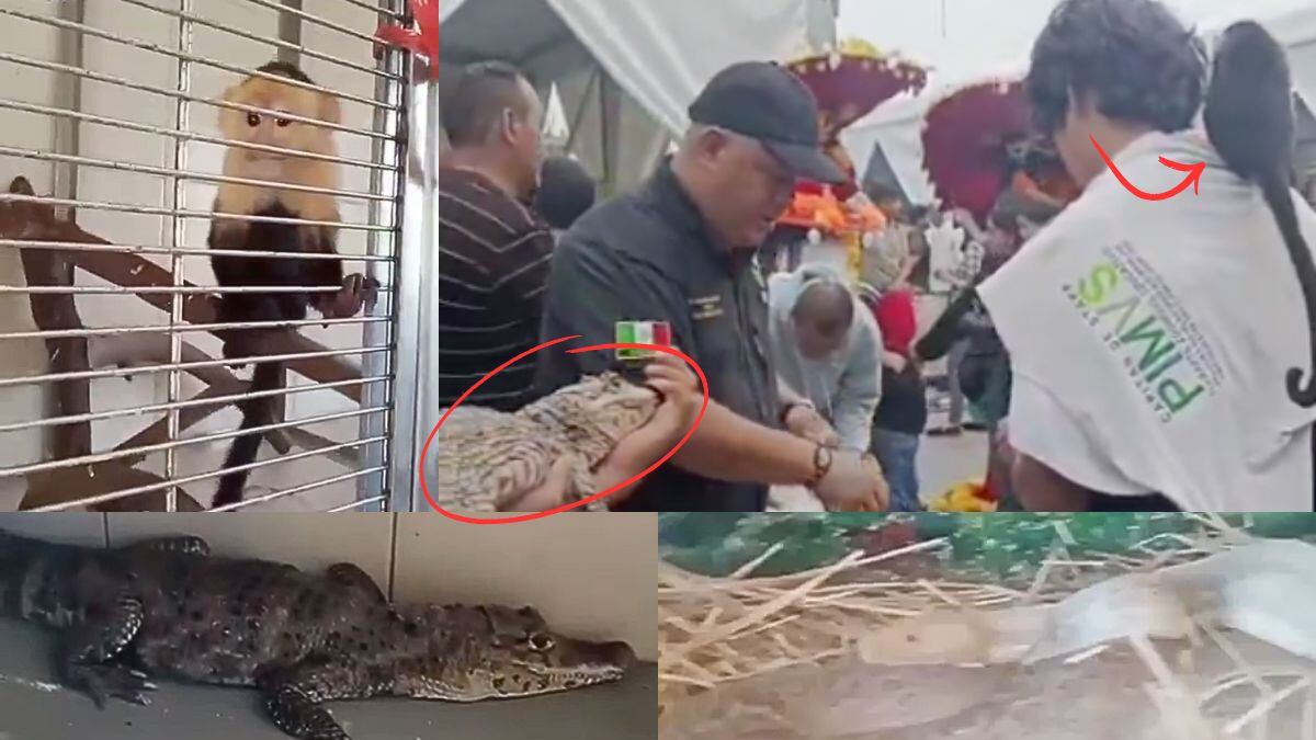 Video: Encuentran un mono, un caimán y una serpiente en pleno Zócalo de CDMX