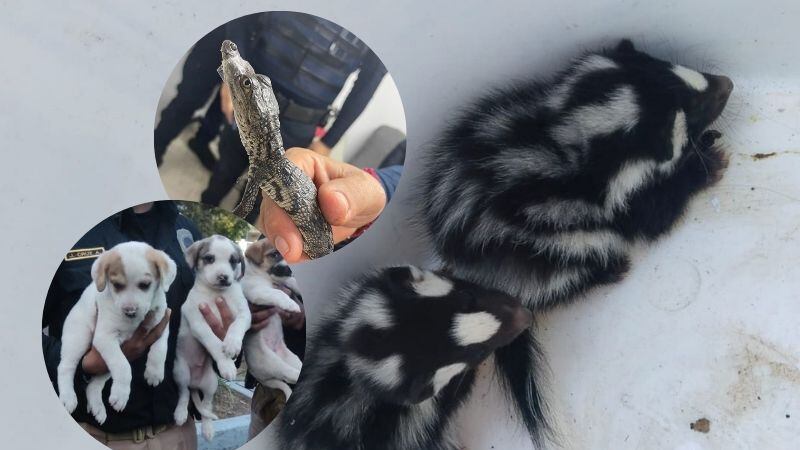 ¿Cuántos animales rescató la Brigada de Vigilancia Animal durante 2024 en CDMX?