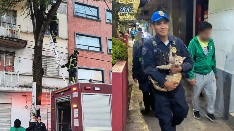 Gato atrapado en árbol de 15 metros es rescatado por policías y bomberos