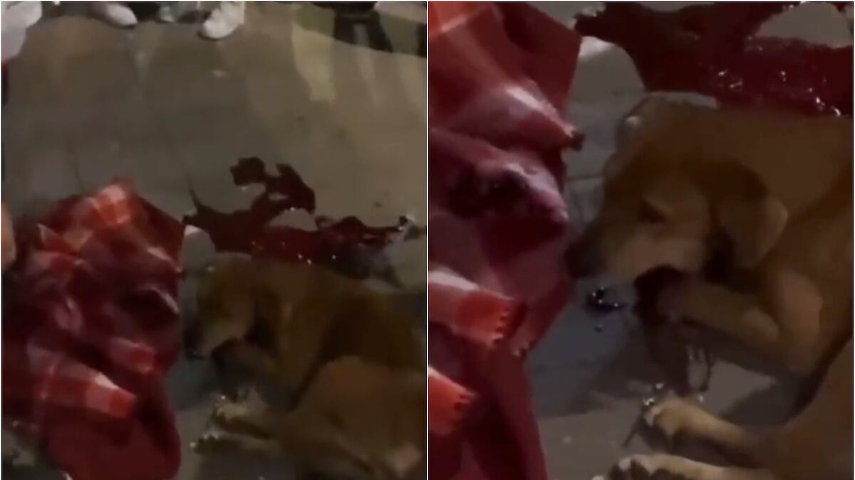 El lomito fue agredido por un par de adolescentes en la colonia Morelos de la CDMX. (Especial)