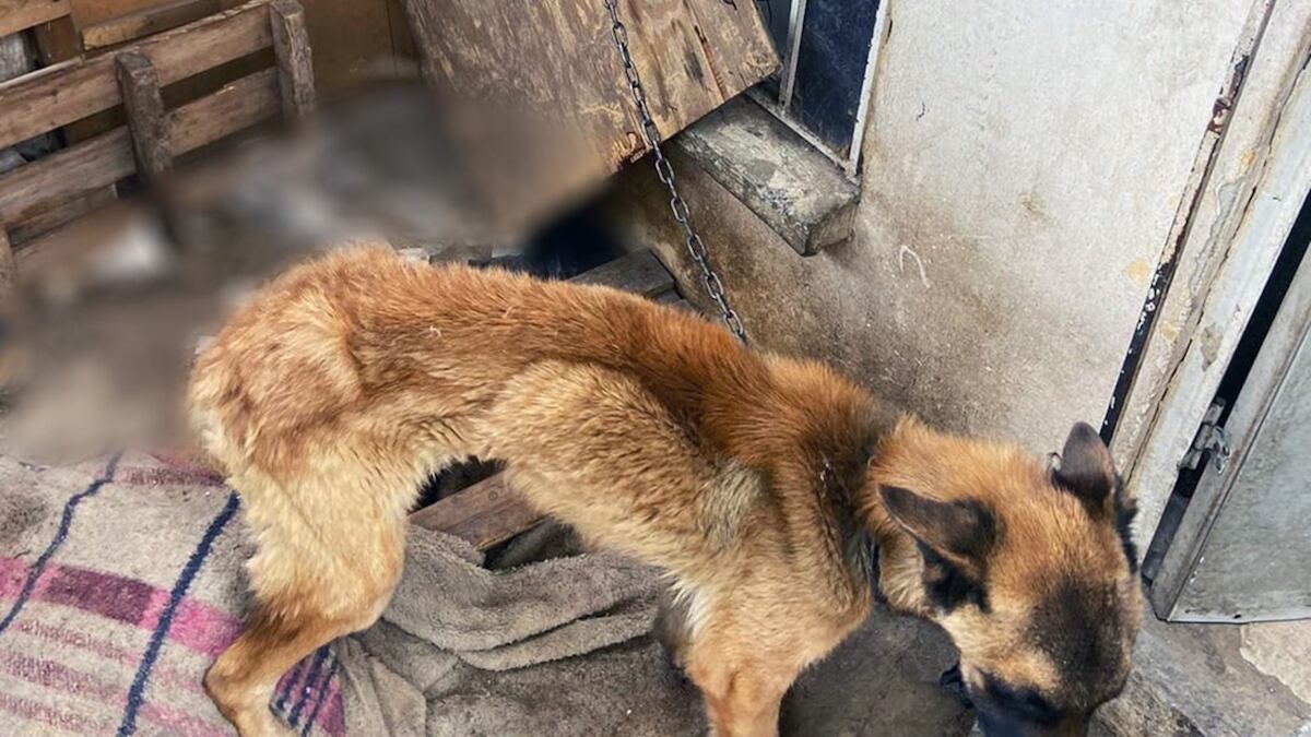 El hombre fue multado con 36 mil pesos. (CAAM El Marqués)