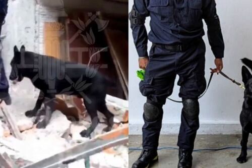 ¿Quién es Togo, el perrito rescatista que ayudó a localizar personas tras el derrumbe en San Antonio Abad?