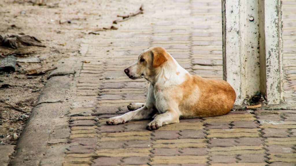 Proponen un nuevo registro animal en Jalisco tipo CURP de mascotas para saber quiénes son los propietarios y así evitar abandonó o maltrato de los animales.
La iniciativa será presentada por la diputada local de Movimiento Ciudadano, Alejandra Giadans quien propone es nueva Ley de Bienestar y Protección Animal para el Estado de Jalisco.