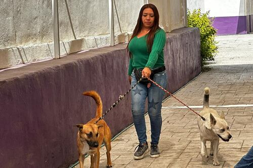 ¡Explota la demanda! Aumentan 47% las atenciones a “lomitos” y “michis” en Centro Canino de Cuauhtémoc