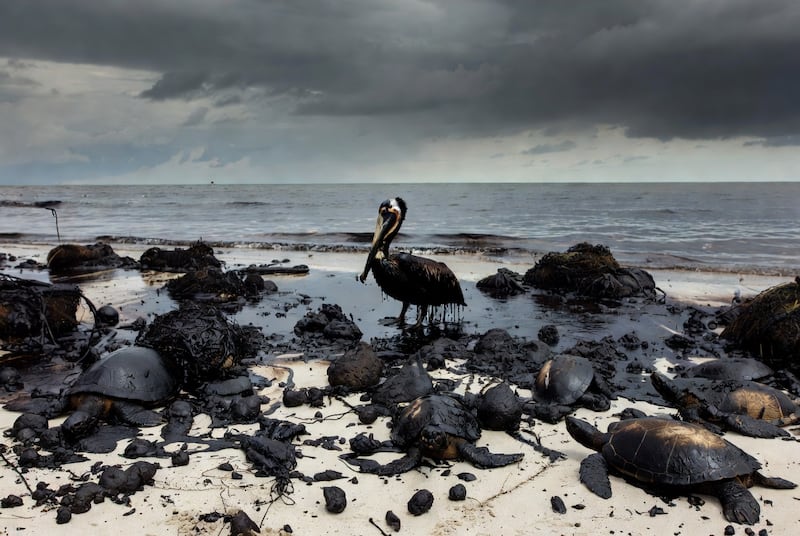 La muerte de tortugas, peces y aves marinas comienza a perfilar el impacto ecológico del derrame en la región