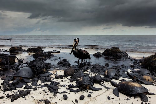 Chapopote sin control: fauna muerta, costas sucias y pescadores afectados en el Golfo