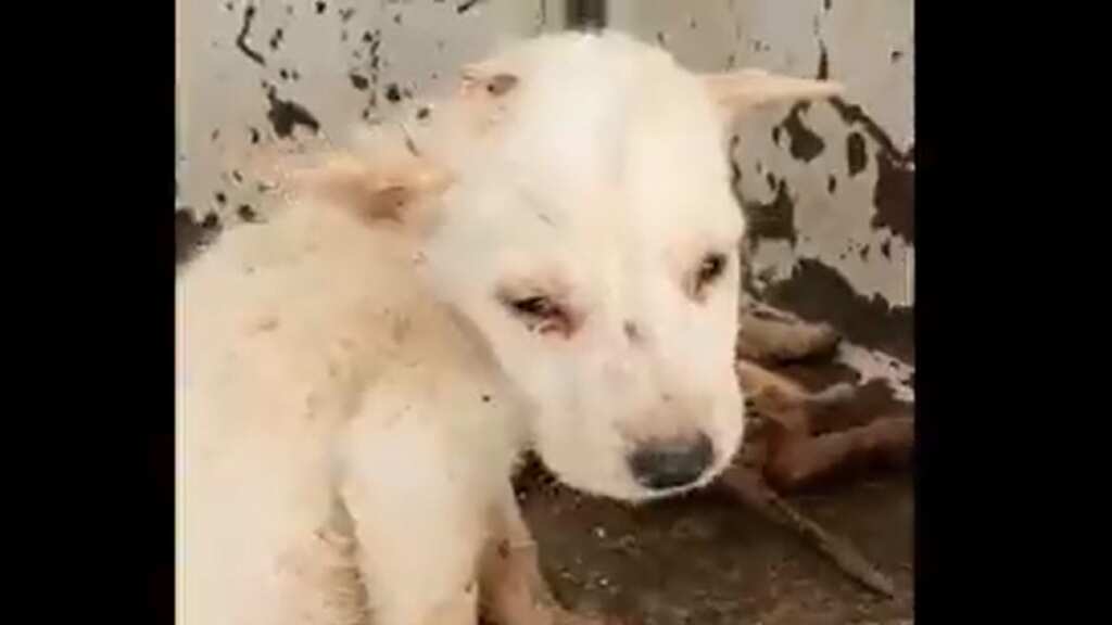 Captura de pantalla del video que circula en redes sociales.