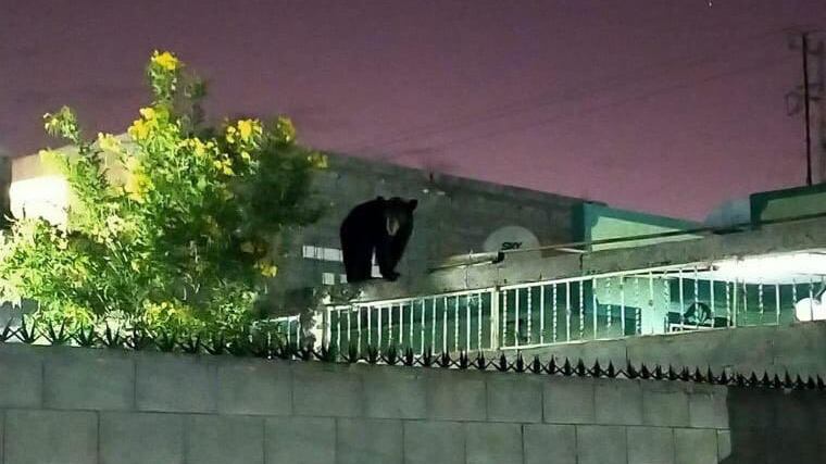 También buscaba comida en el techo de la casa ubicada en la colonia Real San Pedro.