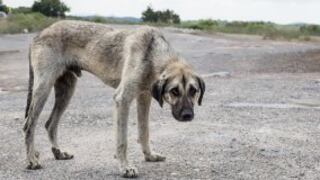 De acuerdo a la nueva ley que se plantea las sanciones se endurecerán. (Cortesía)