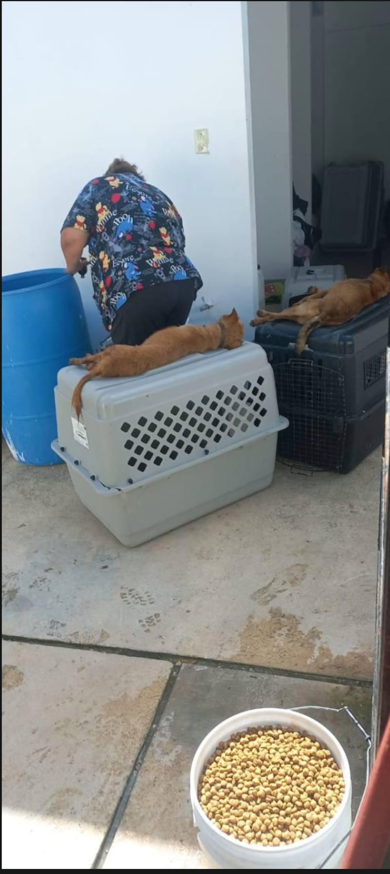 sacrificio de animales