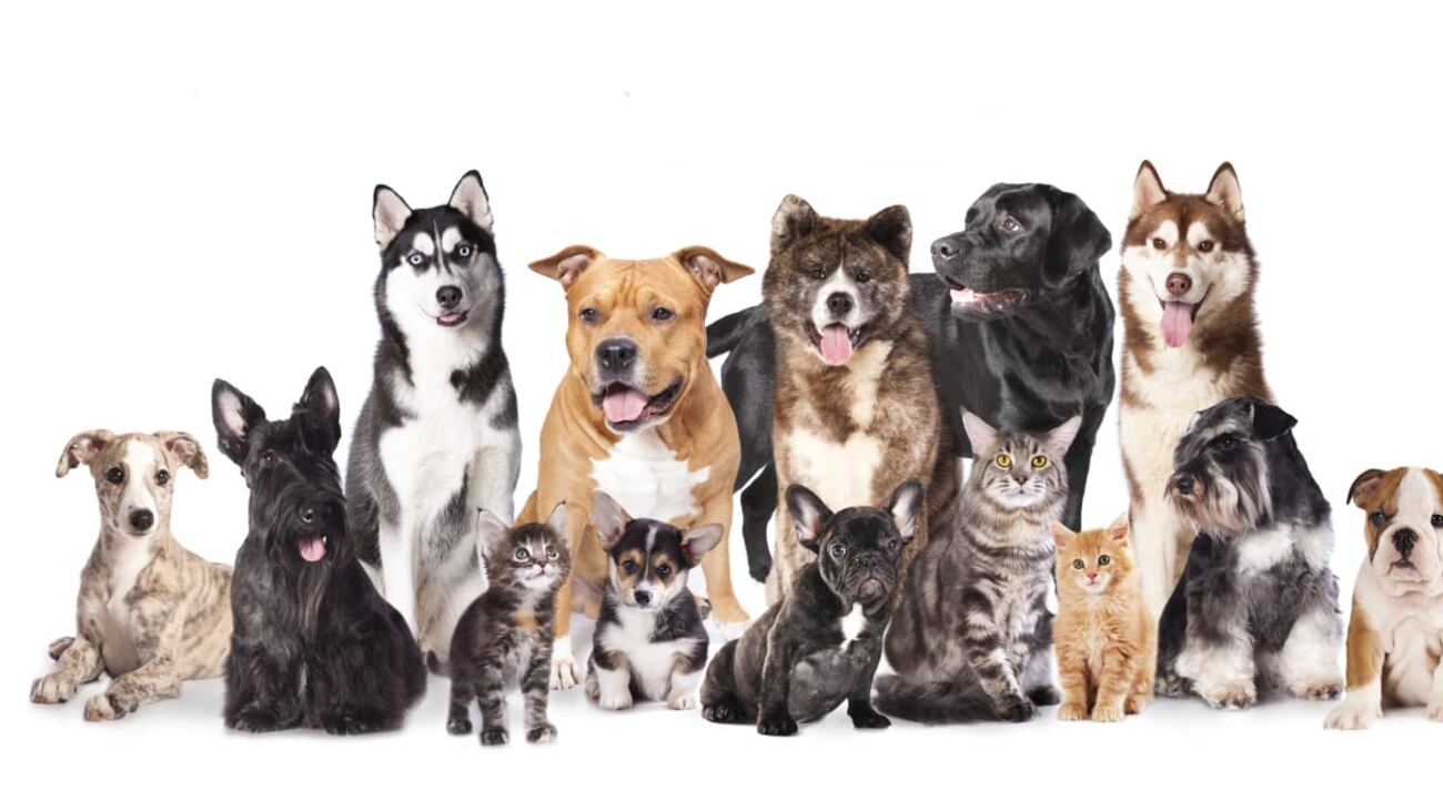 Algunas enfermedades animales que pueden transmitirse al hombre son rabia paralítica bovina, rabia canina y brucelosis.