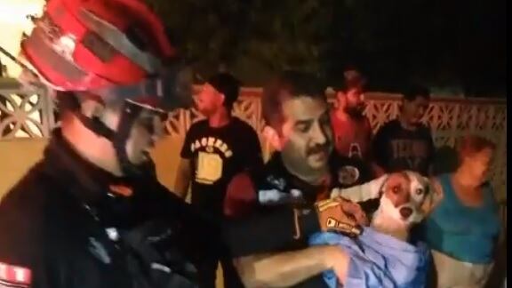 Más allá del susto, el perrito lucía en buen estado y quedó bajo el cuidado de los vecinos.