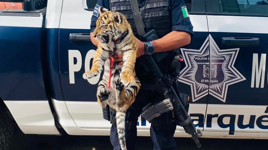 Tigre rescatado en El Marqués, Queretaro