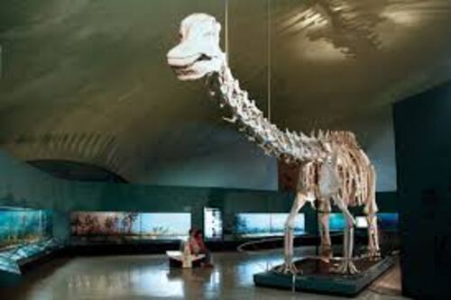 El 76% del inventario del Museo de Historia Natural es desconocido