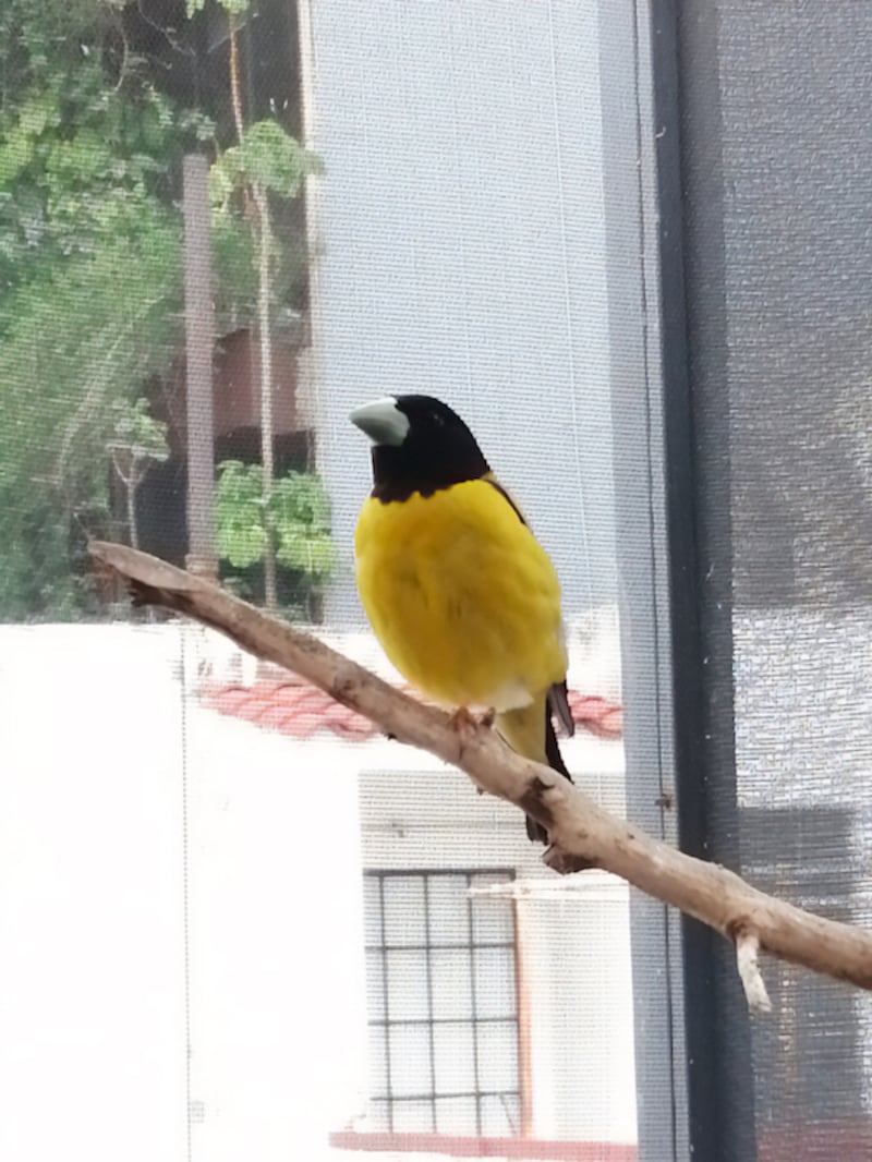 Aves Condesa.