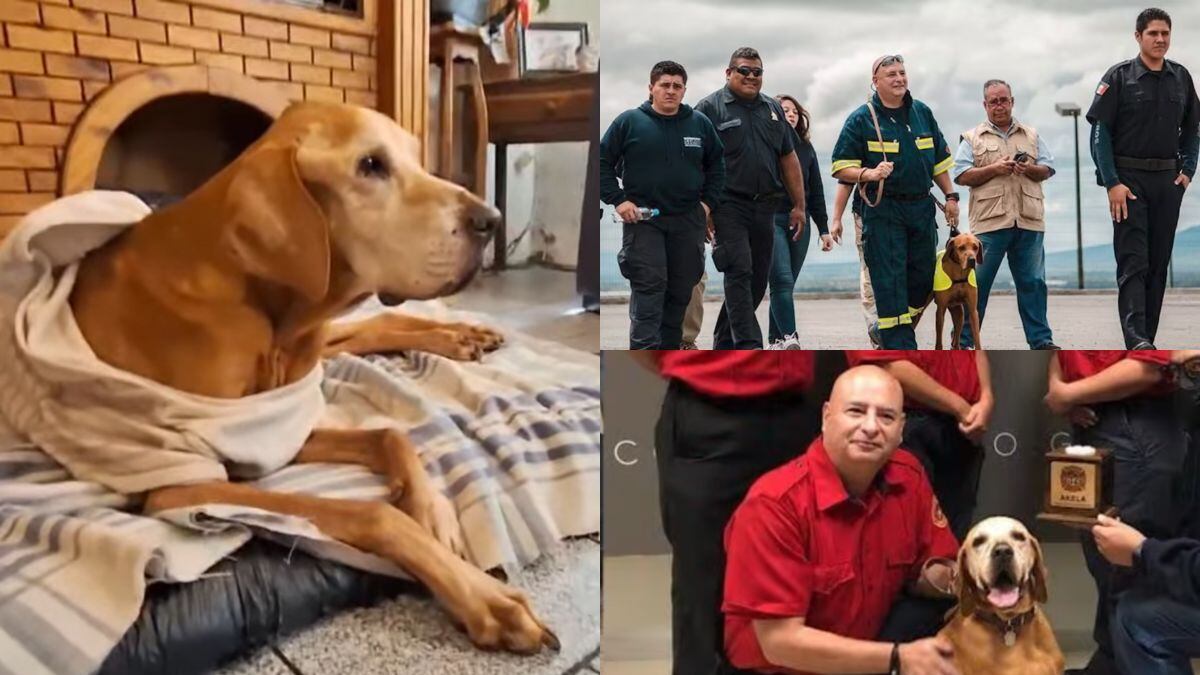 Muere Titán, perrito rescatista que se ganó el corazón de México el 19S y de EE. UU. tras el huracán Harvey