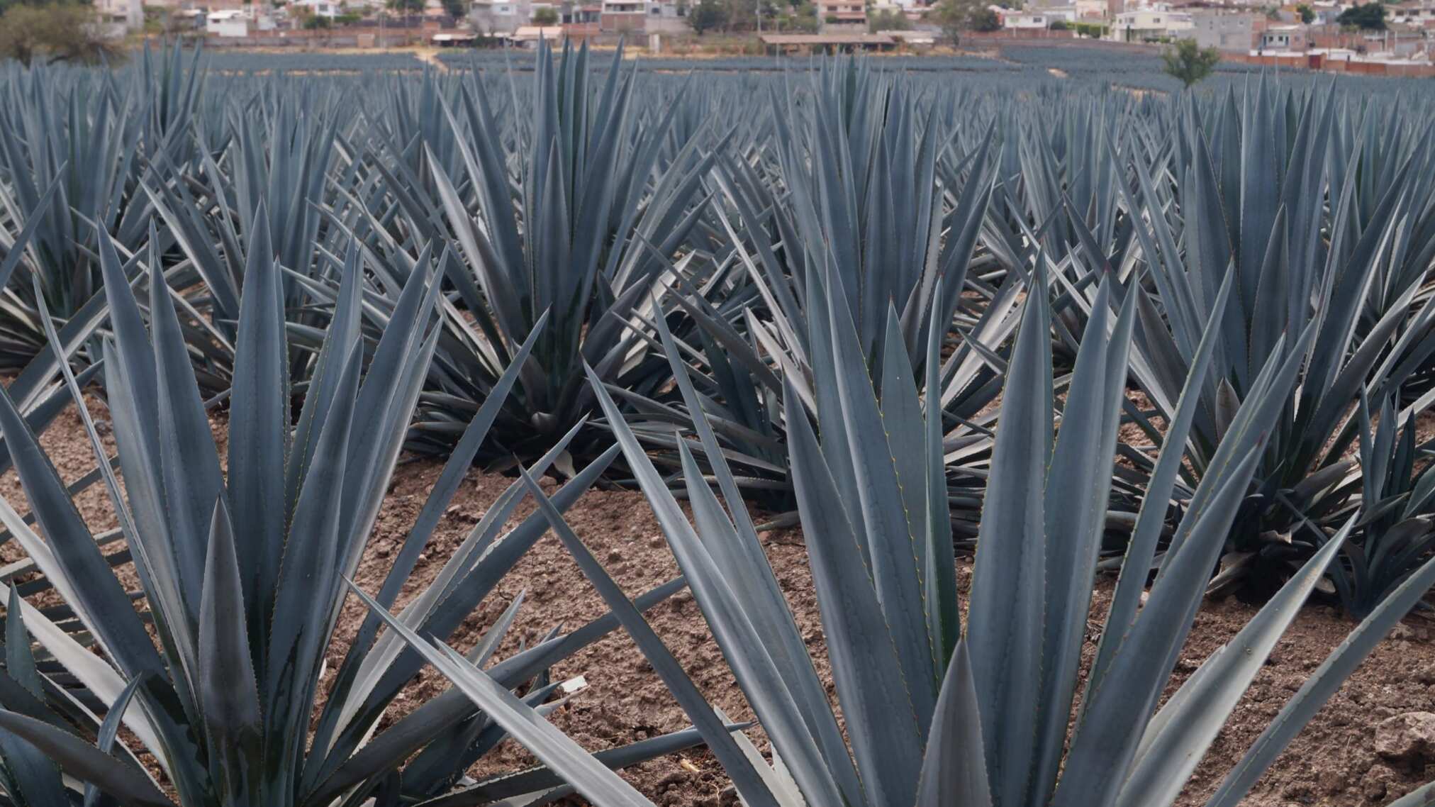 Sobre los riesgos de la producción de Agave.