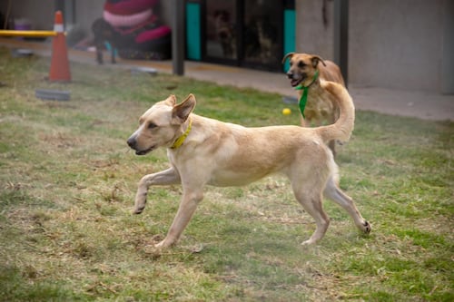 Refugio Franciscano bajo investigación: CDMX informa situación legal y de salud de 858 perros