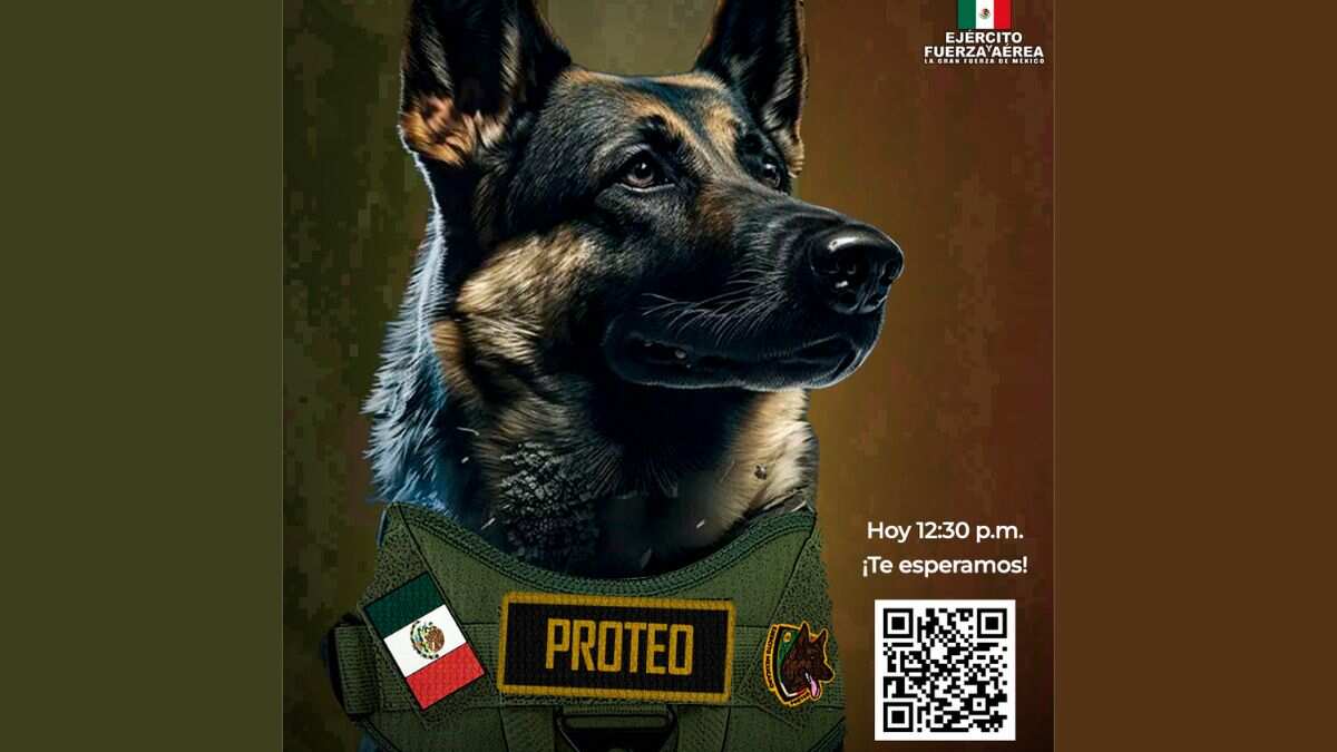 Sedena realizará un homenaje a Proteo, perrito rescatista que perdió la vida en Turquía.