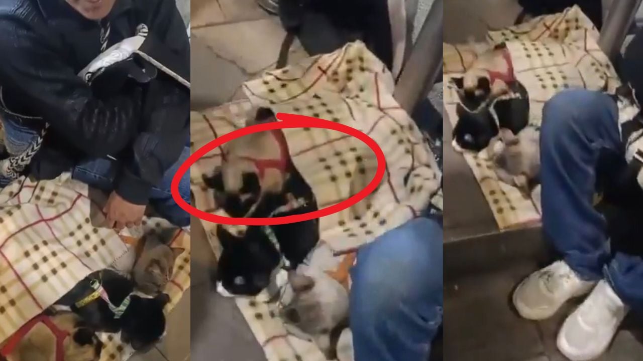 Denuncian maltrato animal en Buenavista