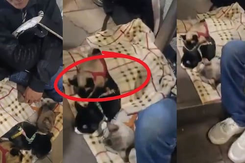 VIDEO: Acusan a hombre de drogar gatitos para pedir dinero afuera del Metro Buenavista