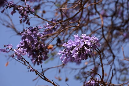 Comienzan a florecer las jacarandas de la Ciudad de México